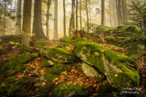 Herbststimmung im Nationalpark Bayerischen Wald